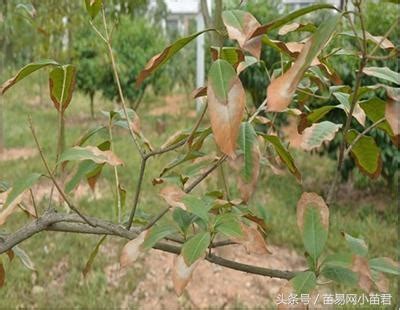 桂花介殼蟲|桂花主要病蟲的發生及防治：病害